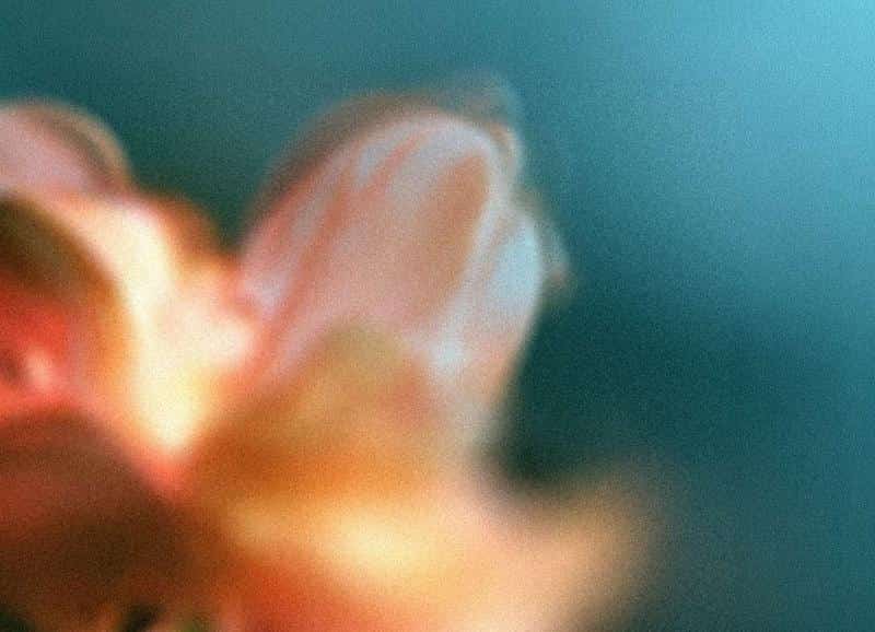 A floral macro, orange petals against blue
