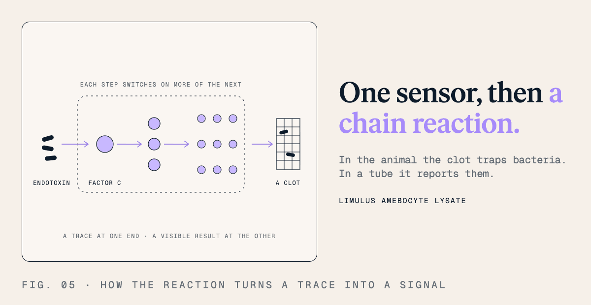 One sensor, then a chain reaction. In the animal the clot traps bacteria. In a tube it reports them.