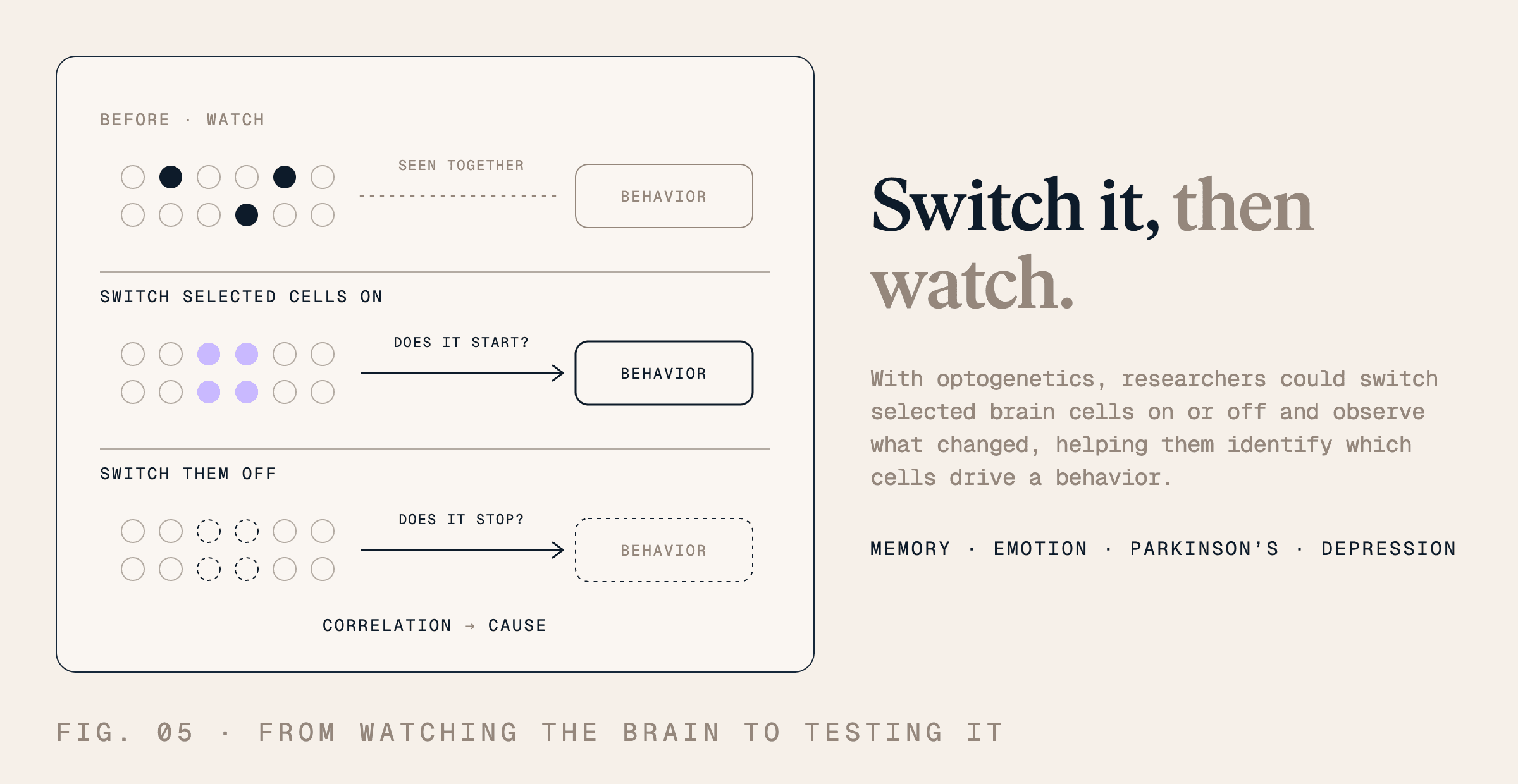 Diagram comparing observation with experimental control of brain cells. Researchers switch selected cells on to test whether a behavior starts, then off to test whether it stops, helping identify causal relationships.