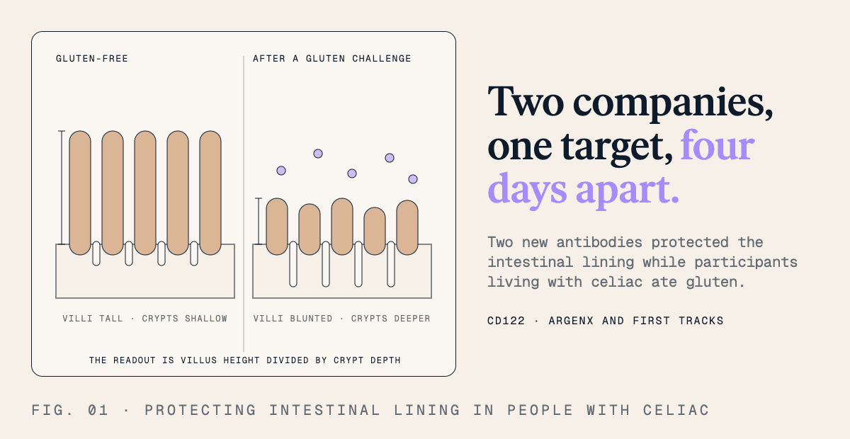 Two companies, one target, four days apart. Two new antibodies protected the intestinal lining while participants living with celiac ate gluten. CD122 target, by argenx and First Tracks.
