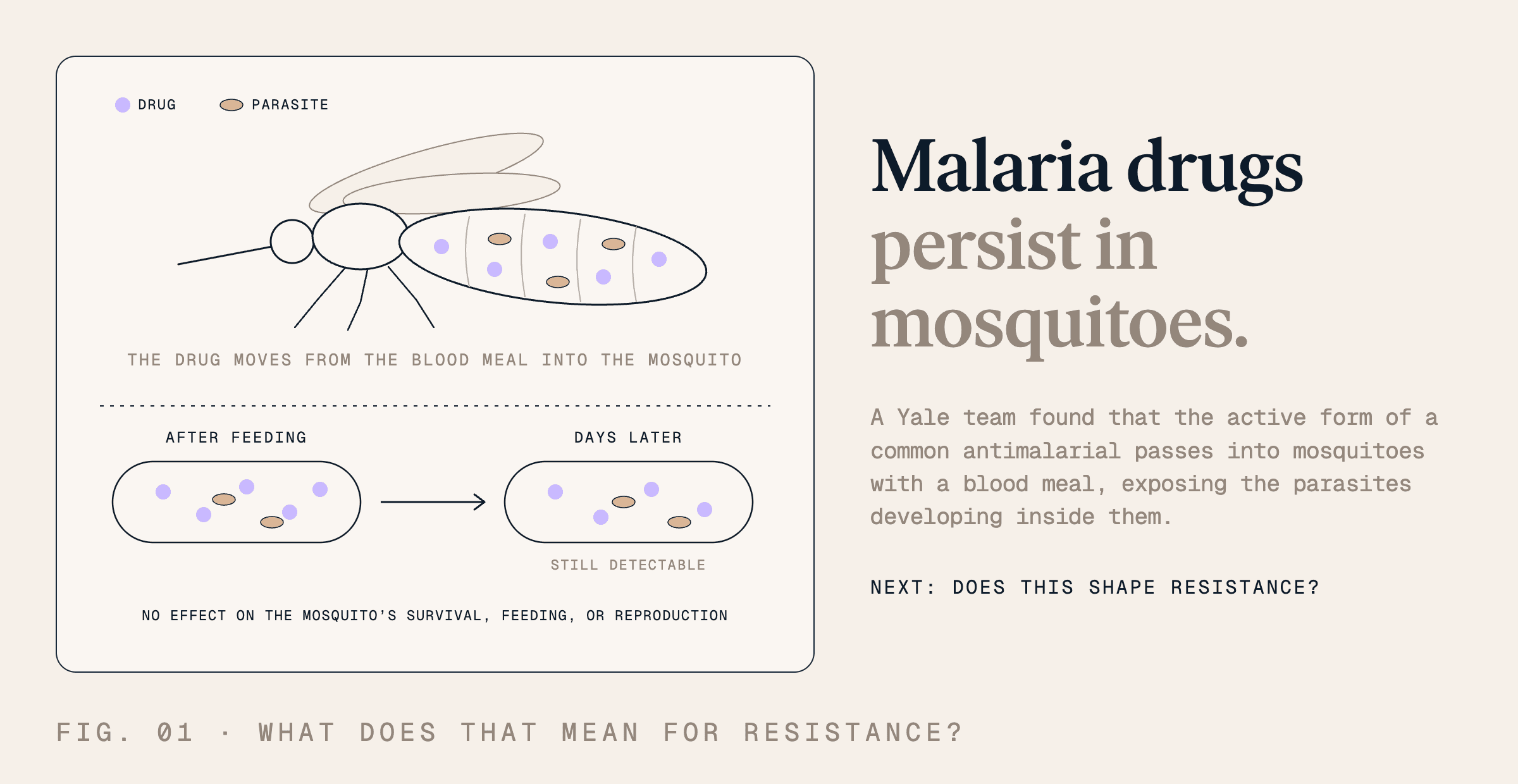 Diagram showing an antimalarial drug entering a mosquito through a blood meal and remaining detectable days later, potentially exposing developing malaria parasites. No effects on mosquito survival, feeding, or reproduction were found; effects on parasite development and resistance remain under investigation.