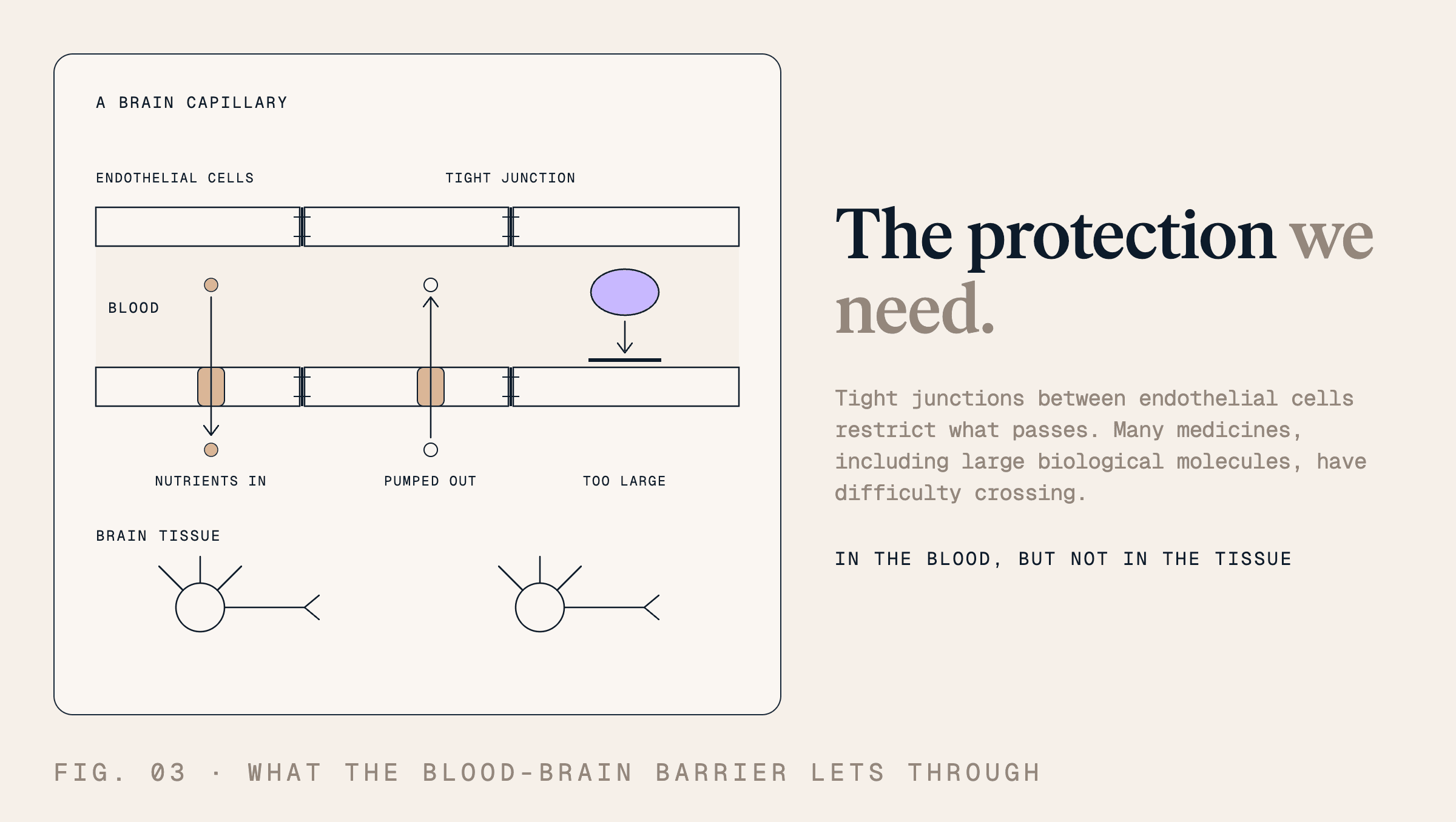 The protection we need. Tight junctions between endothelial cells restrict what passes. Many medicines, including large biological molecules, have difficulty crossing.