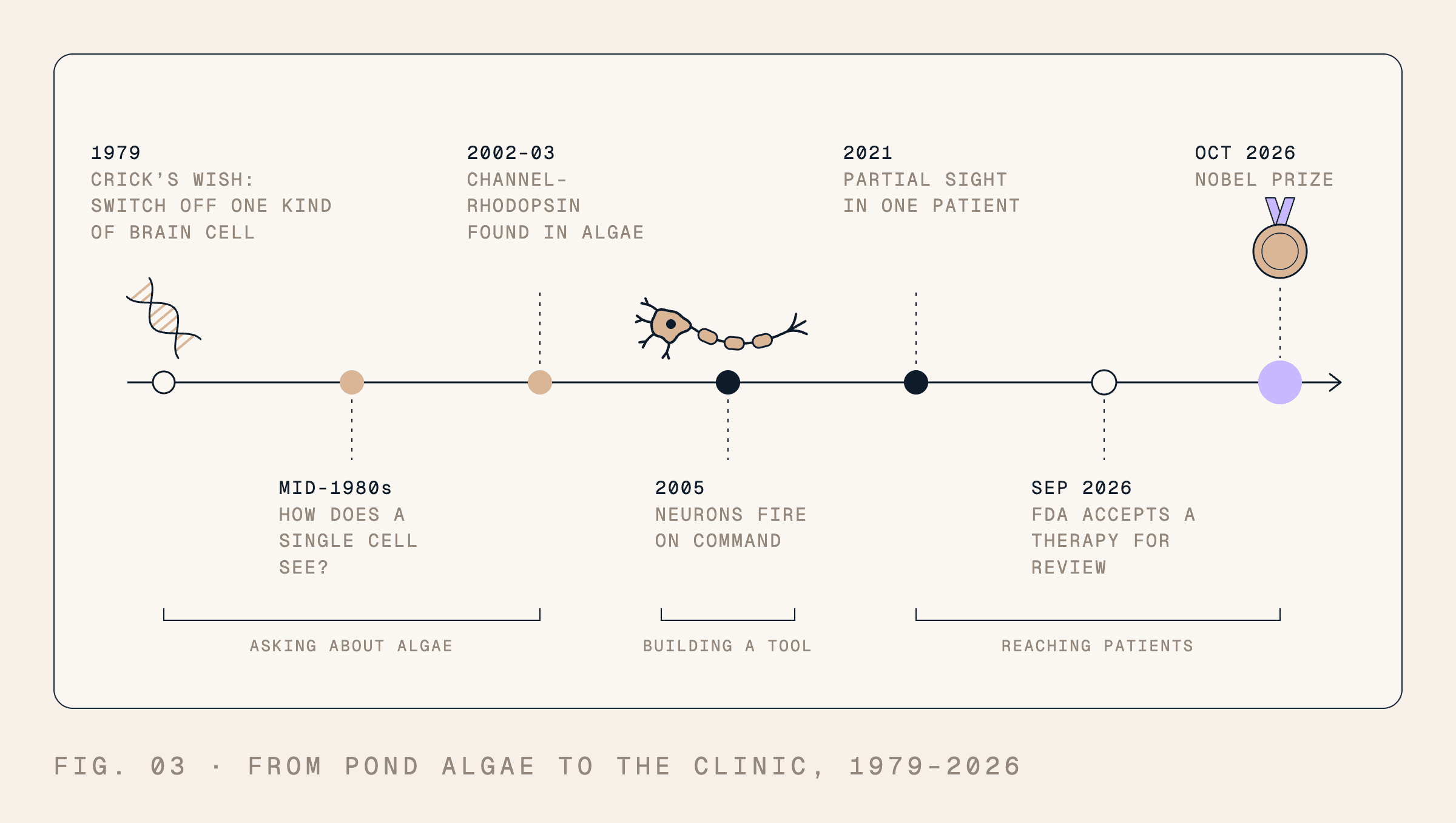 Timeline tracing optogenetics from Crick’s 1979 wish to control selected brain cells, through algae research in the mid-1980s, channelrhodopsin discovery in 2002–2003, and light-controlled neurons in 2005. Later milestones include partial sight in one patient in 2021, an FDA application accepted for review in September 2026, and the Nobel Prize in October 2026.