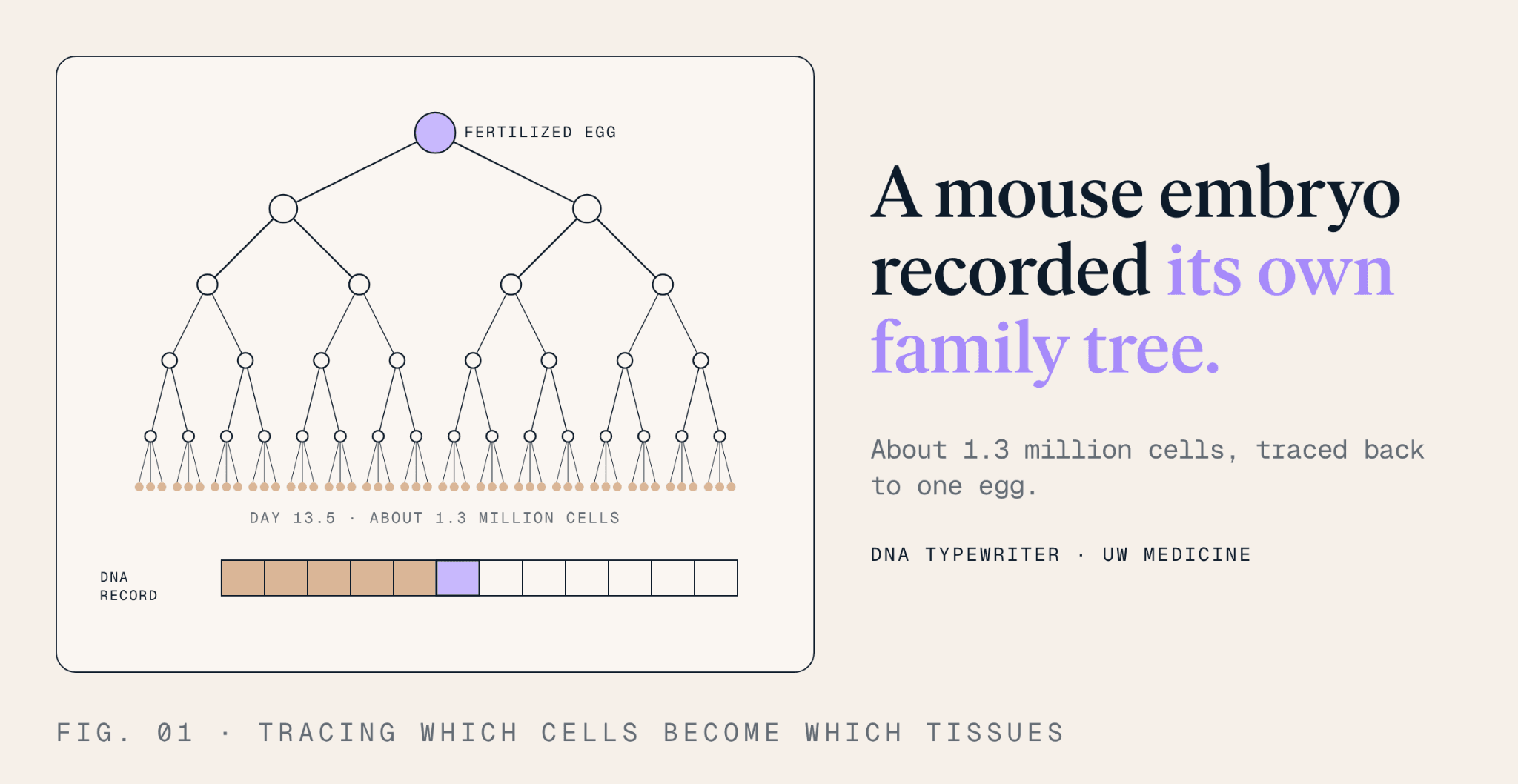 A branching cell family tree traces a fertilized mouse egg to about 1.3 million cells at day 13.5. A DNA recorder preserves successive marks to reconstruct cell ancestry.