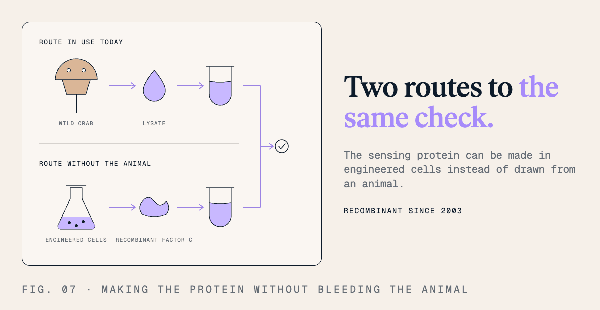 Two routes to the same check. The sensing protein can be made in engineered cells instead of drawn from an animal.