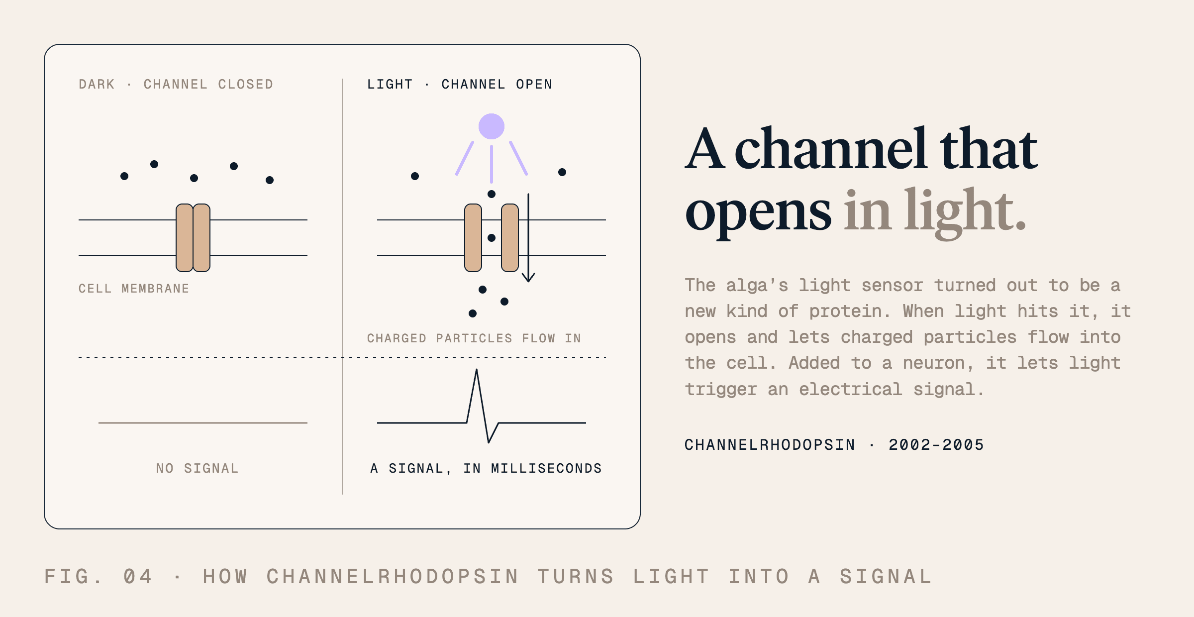 Comparison of channelrhodopsin in darkness and light. In darkness, the channel is closed. Light opens it, allowing charged particles into the cell and triggering an electrical signal in a neuron within milliseconds.