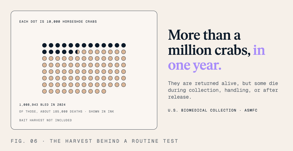 More than a million crabs, in one year. They are returned alive, but some die during collection, handling, or after release.